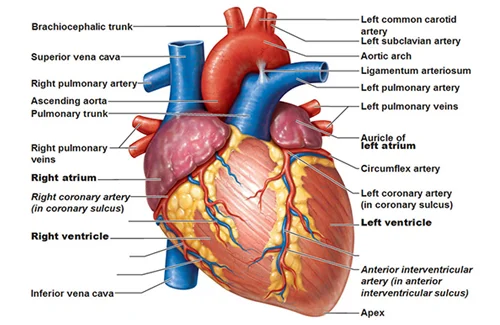 Heart-Transplant-dr-arun-kumar-gupta