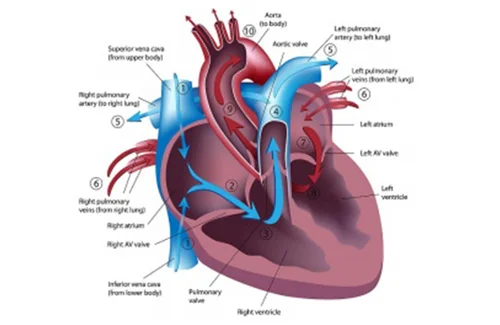 Cardiac-Catheterization-dr-arun-kumar-gupta